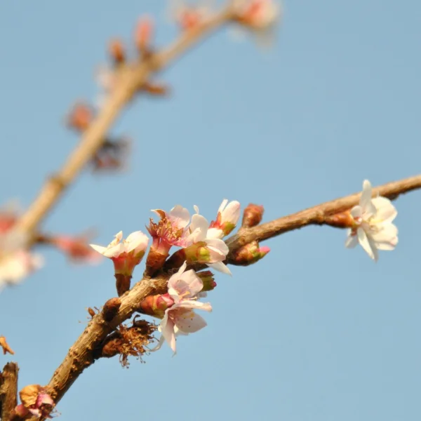 Prunus incisa 'February Pink' – Fuji-kers (cv)