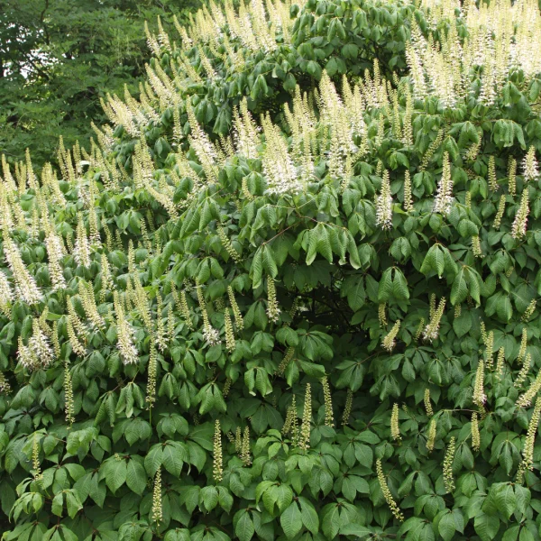 Aesculus parviflora – Herfstpaardenkastanje