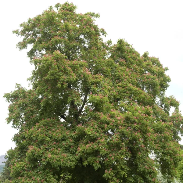 Aesculus pavia – Rode pavia