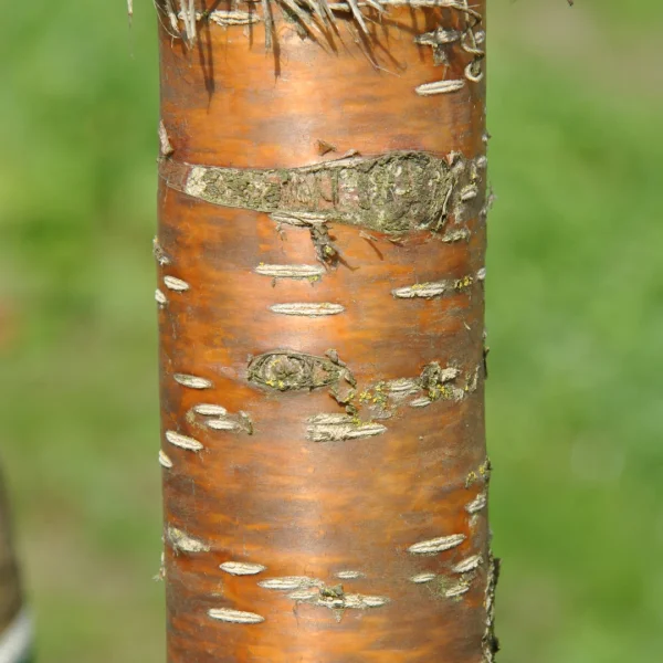 Prunus maackii 'Amber Beauty' – Mantsjoerijse kers (cv)