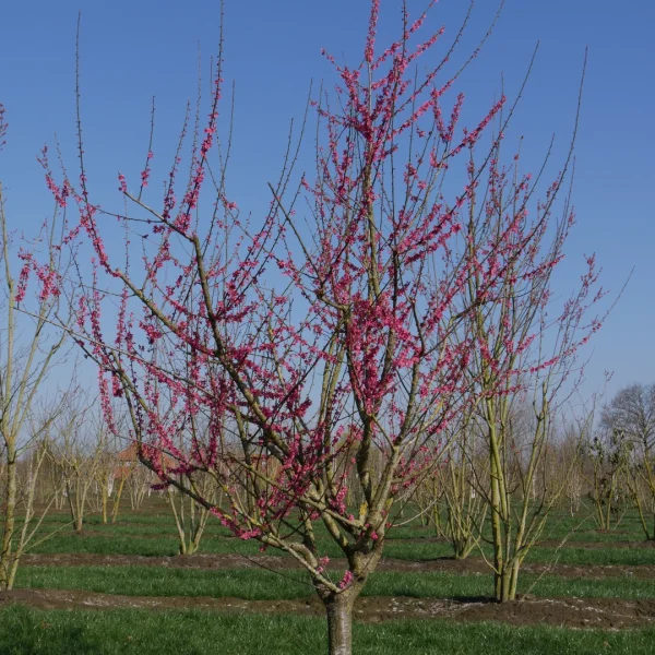 Prunus mume 'Beni-chi-dori'