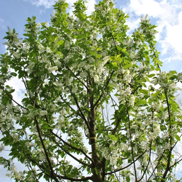 Prunus padus 'Albertii' – Vogelkers (cv)