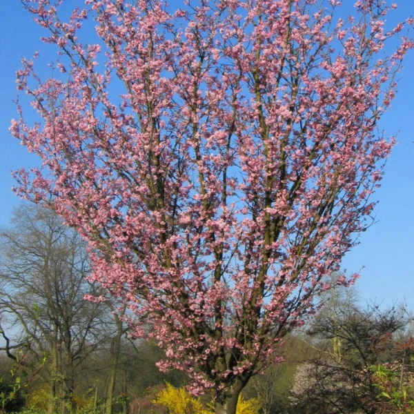 Prunus sargentii 'Rancho' – Sierkers (cv)