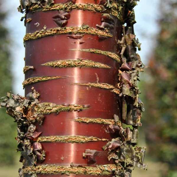 Prunus serrula – Tibetkers