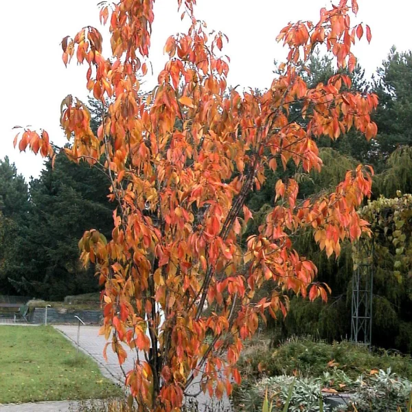 Prunus serrulata 'Amanogawa' – Sierkers (cv)