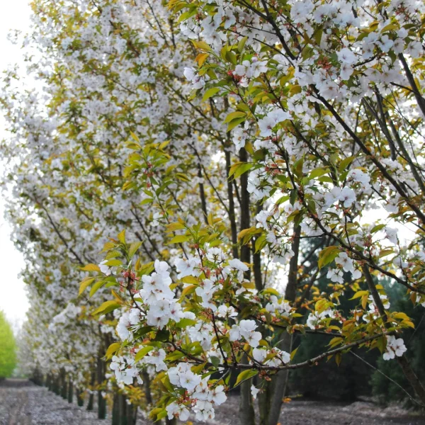 Prunus serrulata 'Taihaku' – Sierkers (cv)