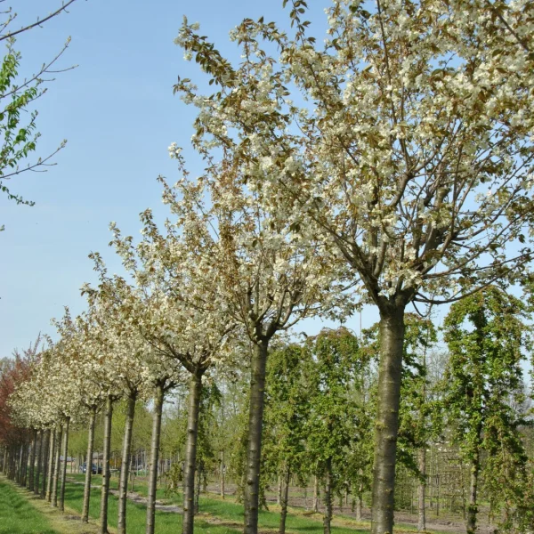 Prunus serrulata 'Ukon' – Sierkers (cv)