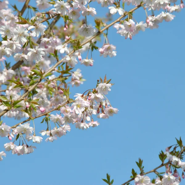 Prunus ×subhirtella 'Autumnalis Rosea' – Sierkers (cv)