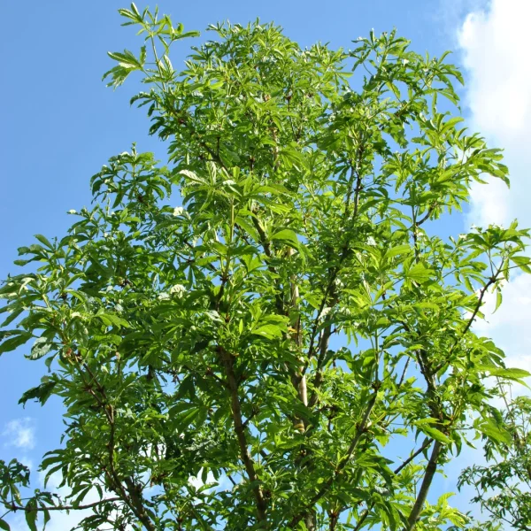 Aesculus 'Digitata' – Paardenkastanje (cv)