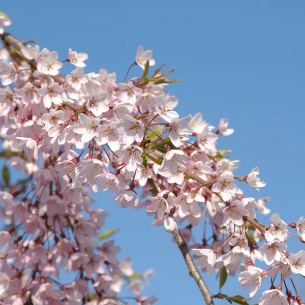 Prunus ×subhirtella 'Pendula Rubra' – Treursierkers (cv)