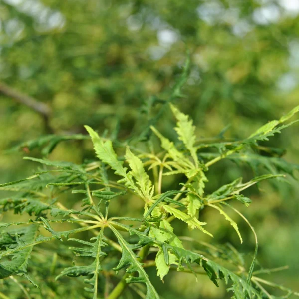 Aesculus 'Laciniata' – Paardenkastanje (cv)