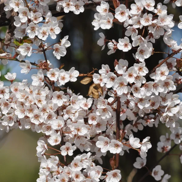 Prunus 'Trailblazer' – Sierkers (cv)