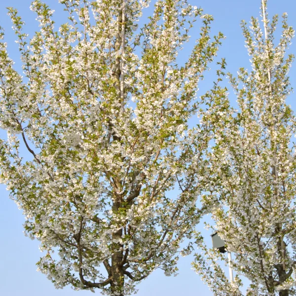 Prunus 'Umineko' – Sierkers (cv)