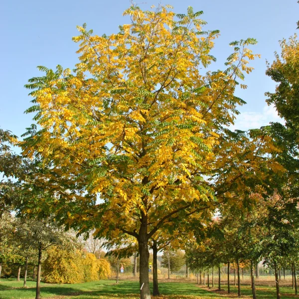 Pterocarya fraxinifolia – Gewone vleugelnoot
