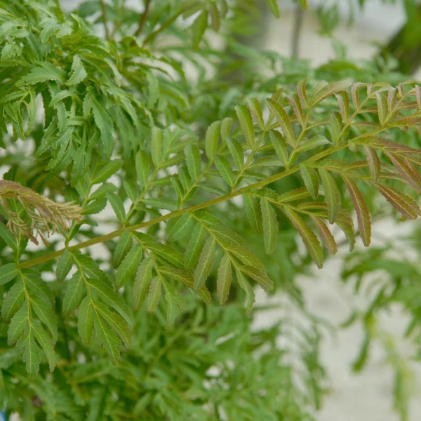 Pterocarya stenoptera 'Fern Leaf' – Chinese vleugelnoot (cv)