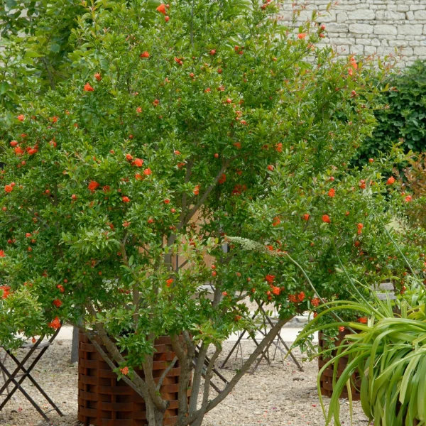 Punica granatum – Granaatappel
