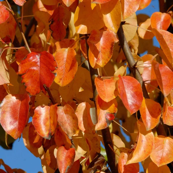 Pyrus communis 'Beech Hill' – Peer (cv)