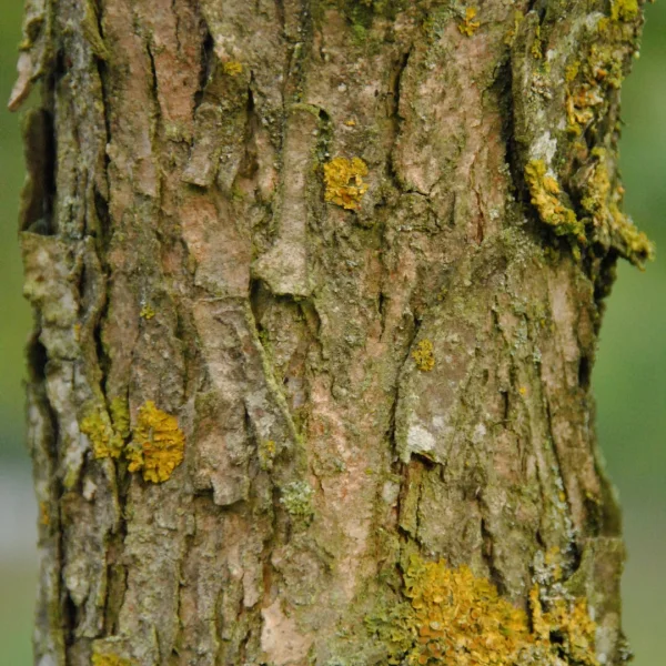Quercus bicolor – Tweekleurige eik