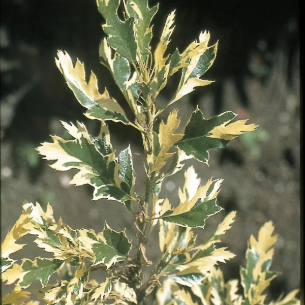 Quercus cerris 'Argenteovariegata' – Moseik (cv)