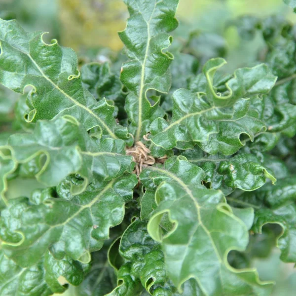 Quercus cerris 'Curly Head' – Moseik (cv)
