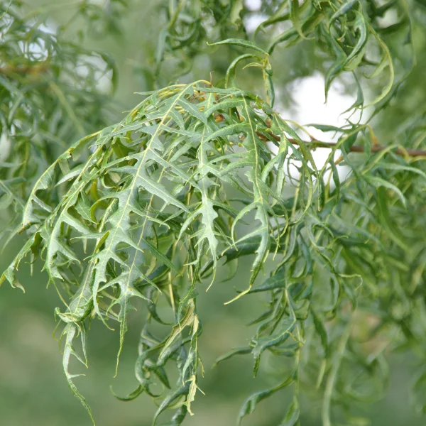 Quercus cerris 'Summer Veil' – Moseik (cv)