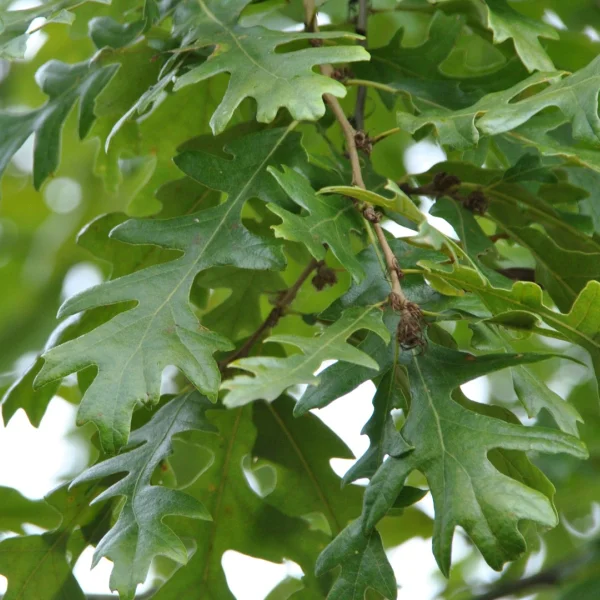 Quercus cerris 'Wodan' – Moseik (cv)