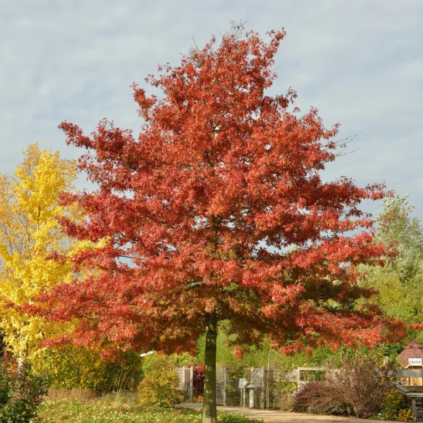 Quercus coccinea – Scharlaken eik