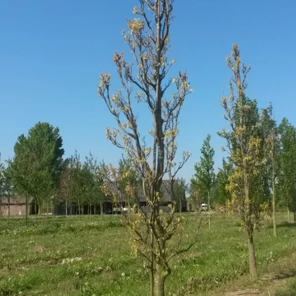 Quercus coccinea 'Fastigiata' – Zuilvormige scharlaken eik 