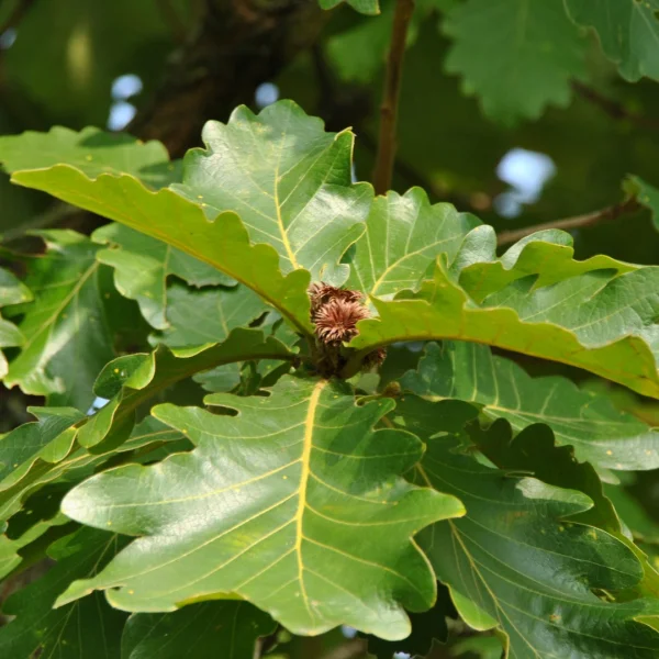 Quercus dentata – Japanse keizereik, Grootbladige Aziatische eik