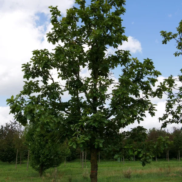 Quercus dentata 'Carl Ferris Miller' – Japanse keizereik (cv)