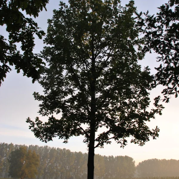 Quercus frainetto FOREST GREEN ('Schmidt') – Hongaarse eik (cv)