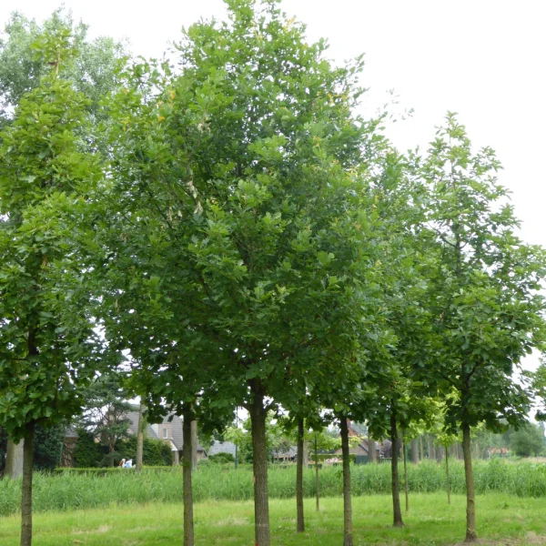 Quercus hickelii