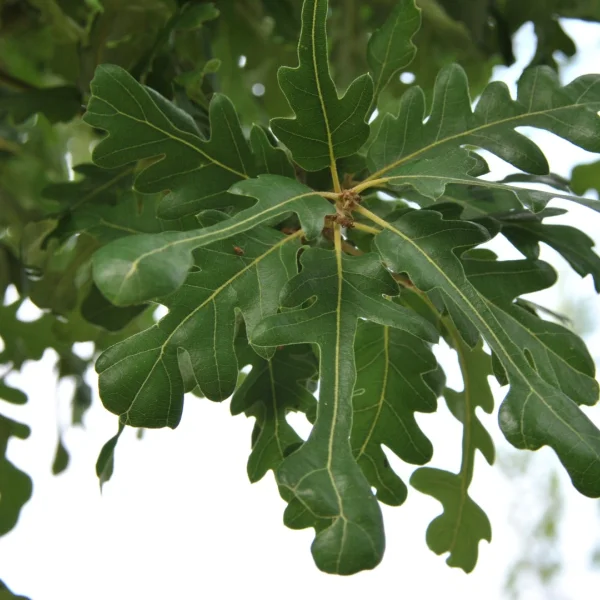 Quercus ×hispanica 'Diversifolia' – Spaanse eik (cv)