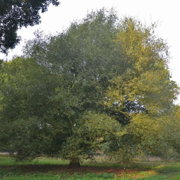 Quercus ×kewensis