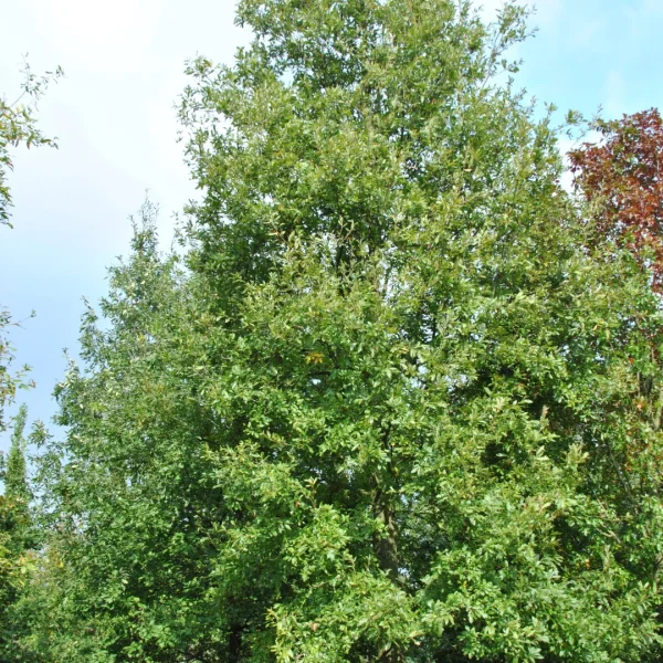 Quercus libani – Libanon eik