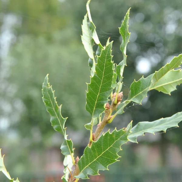 Quercus libani 'Angustfolia' – Libanon eik (cv)