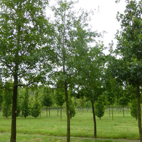 Quercus lobata