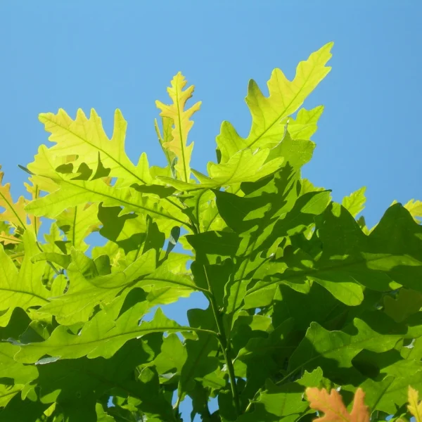 Quercus macrocarpa