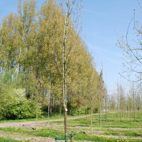 Quercus muehlenbergii