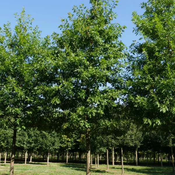 Quercus nuttallii