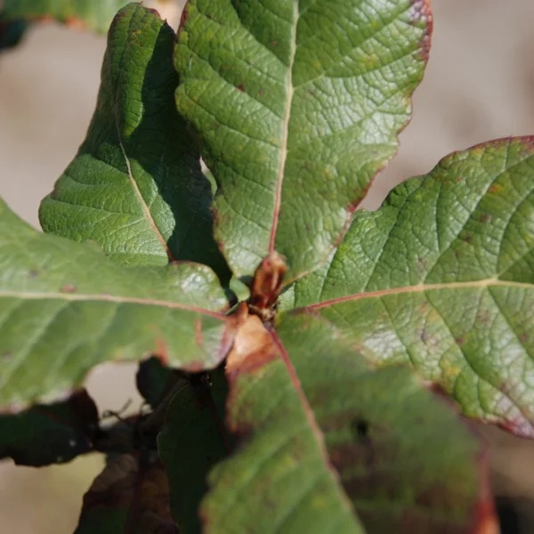Quercus obtusata ×rugosa