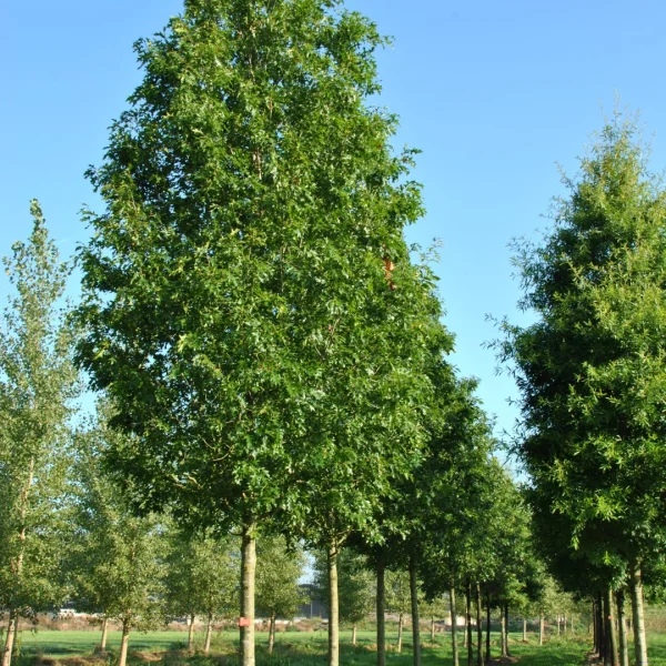 Quercus palustris 'Helmond's Red Globe' – Moeraseik (cv)