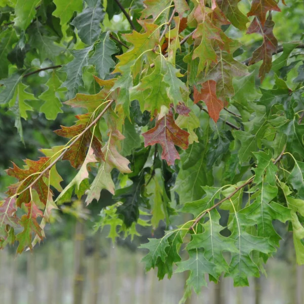 Quercus palustris 'Pendula' – Treurende moeraseik (cv)