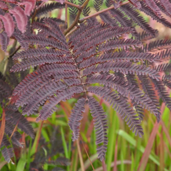 Albizia julibrissin 'Summer Chocolate' – Perzische slaapboom (cv)