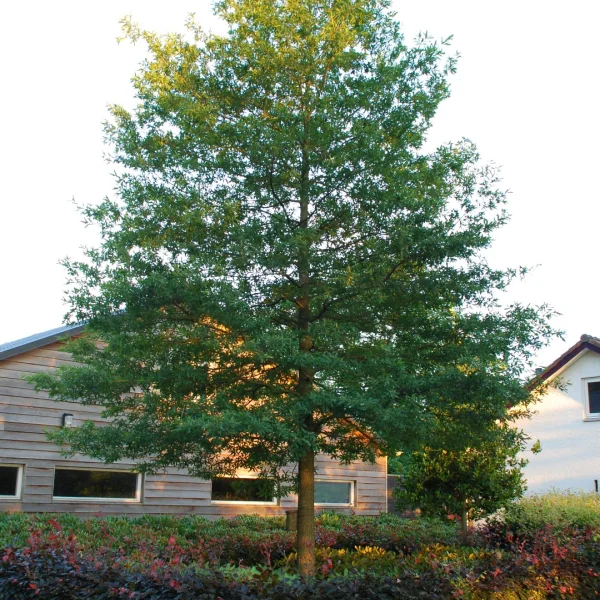 Quercus phellos HIGHTOWER ('QPSTA') – Wilgbladige eik (cv)