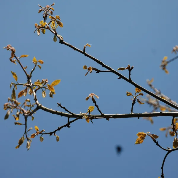 Quercus prinus