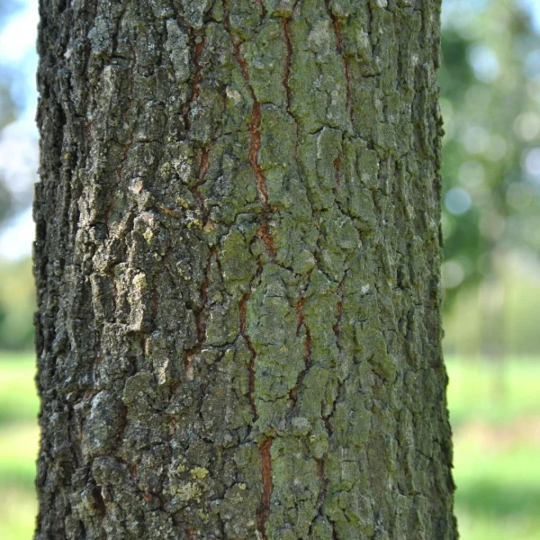 Quercus pubescens – Zachte eik, Zachtharige eik, Behaarde eik 