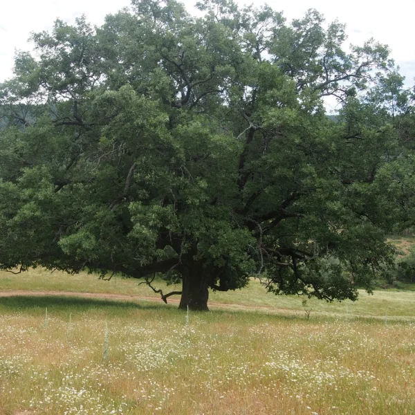 Quercus pyrenaica – Spaanse eik, Pyreneese eik, Bergeik