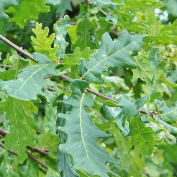 Quercus robur 'Alnarp Weeping' – Treurende zomereik (cv)