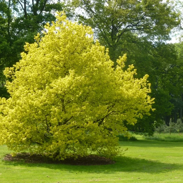 Quercus robur 'Concordia' – Zomereik (cv), Inlandse eik (cv)